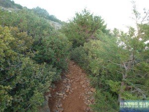 Trees and plants on Crete