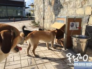 Feeding stations for stray dogs in Sitia