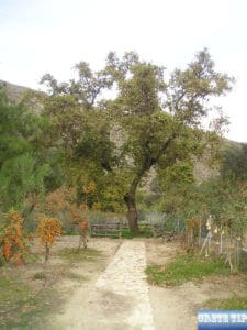 evergreen platane