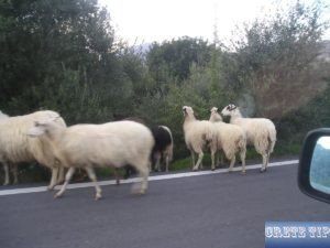 Sheep on the road in Crete.